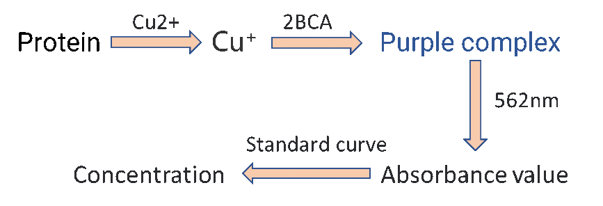 Schematic diagram of bicinchoninic acid (BCA) assay principle.