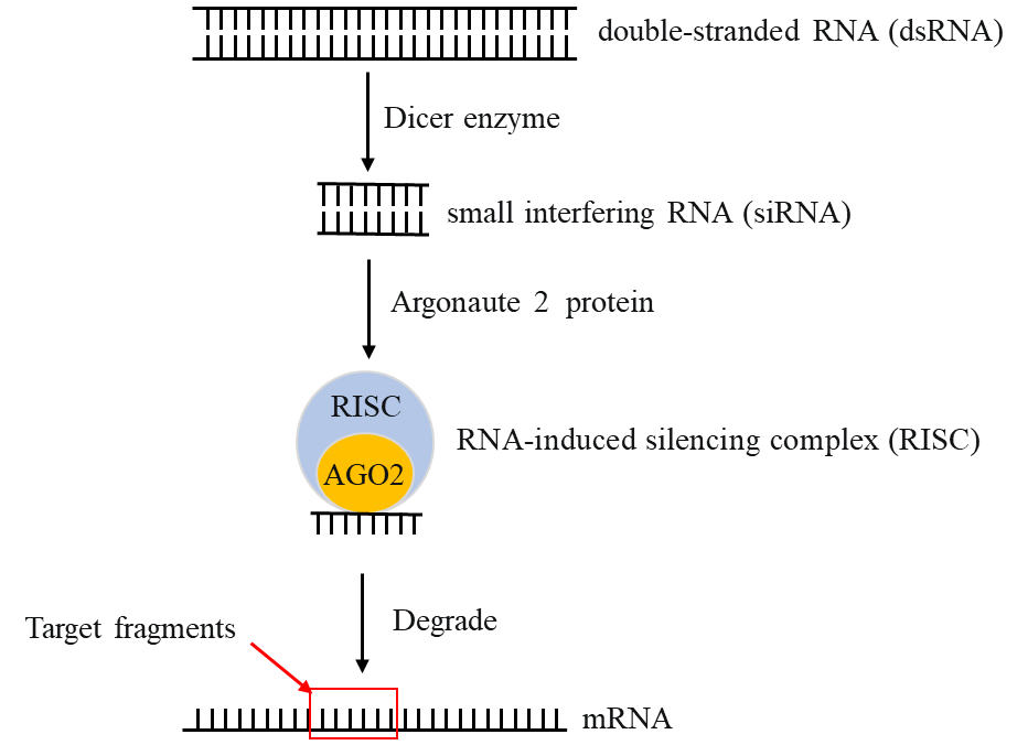 Schematic diagram of RNA interference principle.