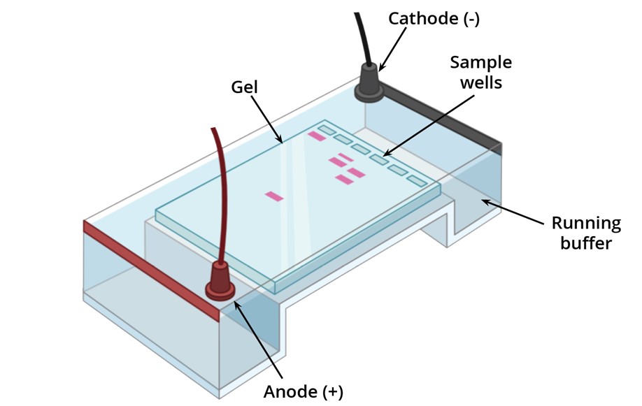 Illustration of gel electrophoresis