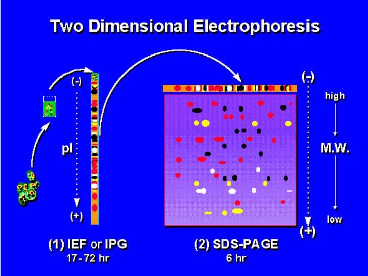 2-D Gel Electrophoresis (2DGE) (Pre-Owned)