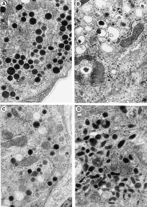 Cajal Silver Staining Technology