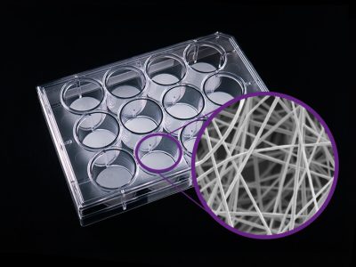 Cell Culture Scaffold