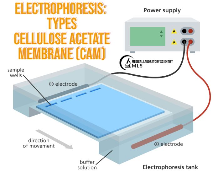 Cellulose Acetate Electrophoresis (CAE) Technology