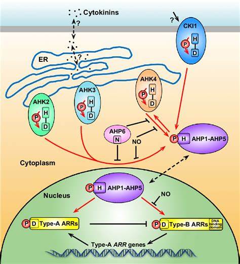 Cytokine and Signaling Pathway Assay