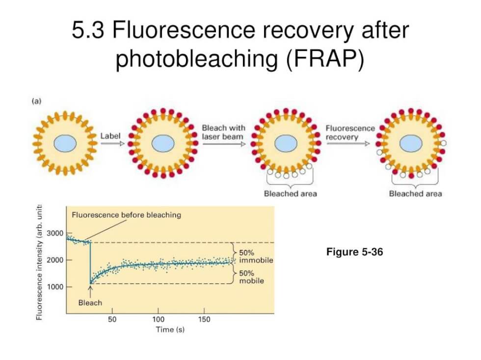 Fluorescence Recovery After Photobleaching (FRAP) Technology
