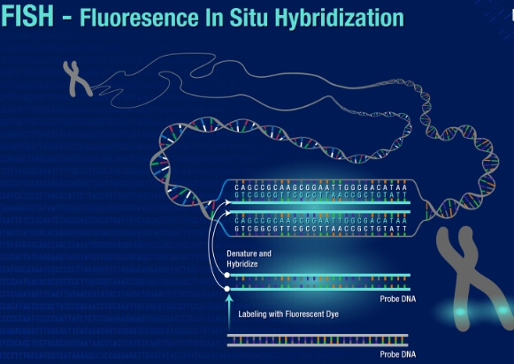 Fluorescent in Situ Hybridisation (FISH) Technology