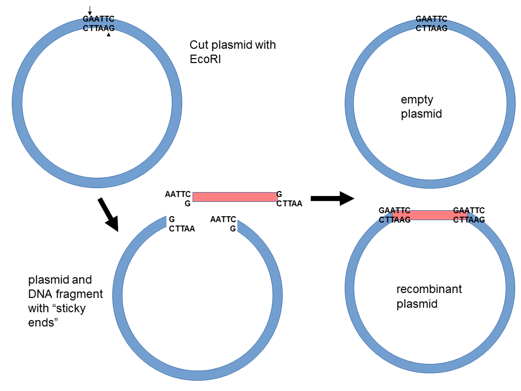 Gene Extraction and Vector Construction