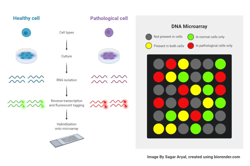 Gene / Protein Microarray