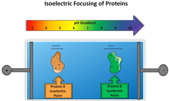 Isoelectric Focusing (IEF) Technology