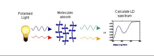 Linear Dichroism (LD) Technology