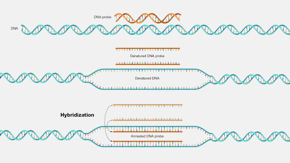 Molecular Hybridization Technology