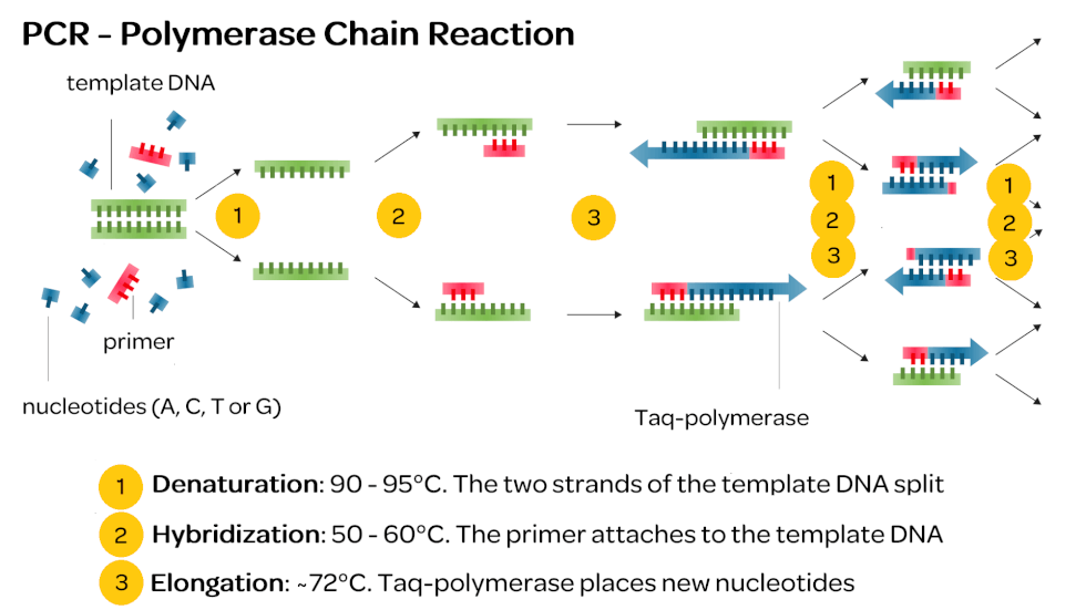 PCR Technology