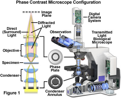 Phase Contrast Microscopy