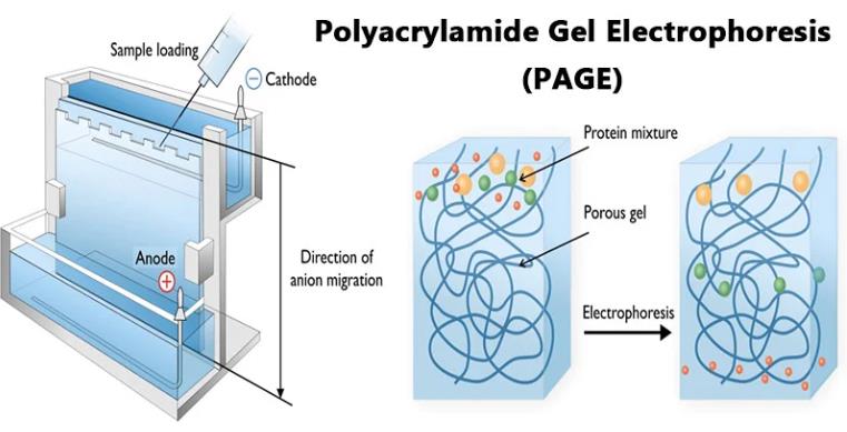 Polyacrylamide Gel Electrophoresis (PAGE) Technology
