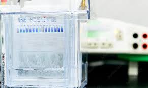 Sodium Dodecyl Sulfate Polyacrylamide Gel Electrophoresis (SDS-PAGE) Technology