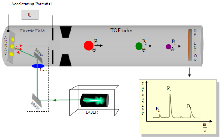 Surface Enhanced Laser Desorption Ionization-Time of Flight (SELDI-TOF) Mass Spectrometry