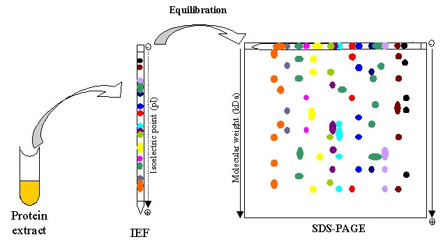 Two-dimensional Polyacrylamide Gel Electrophoresis (2-DE / 2D-PAGE) Technology