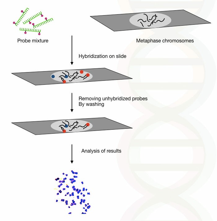 1-23-gene-mapping-1