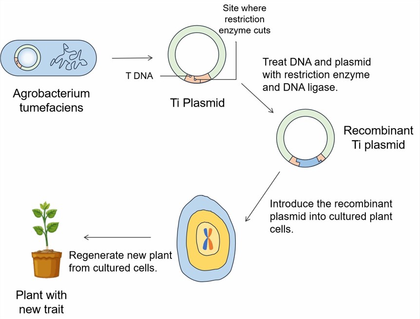 1-24-recombinant-dna-technology-1