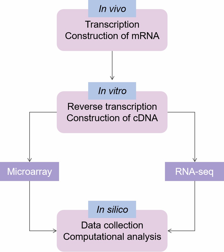 1-25-1-transcriptomics-1