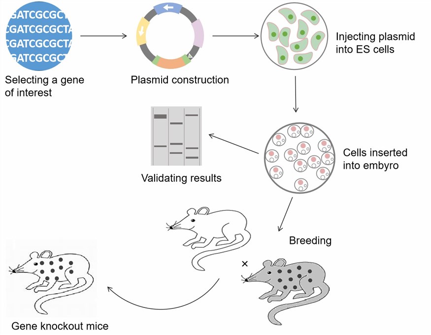The entire process of gene knockout.