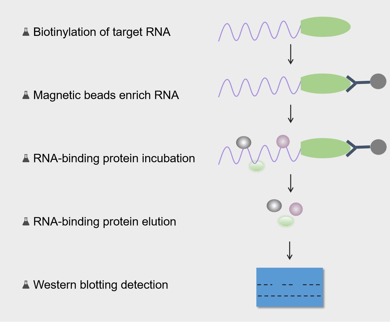 1-27-2-protein-nucleic-acid-interactions-2