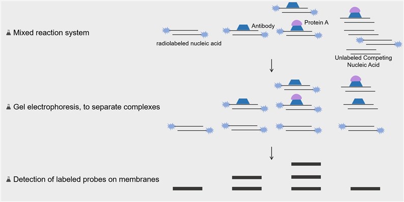 1-27-2-protein-nucleic-acid-interactions-3