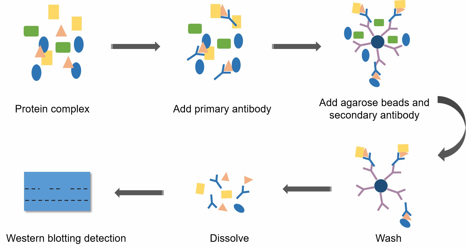 1-27-3-protein-protein-interactions-1