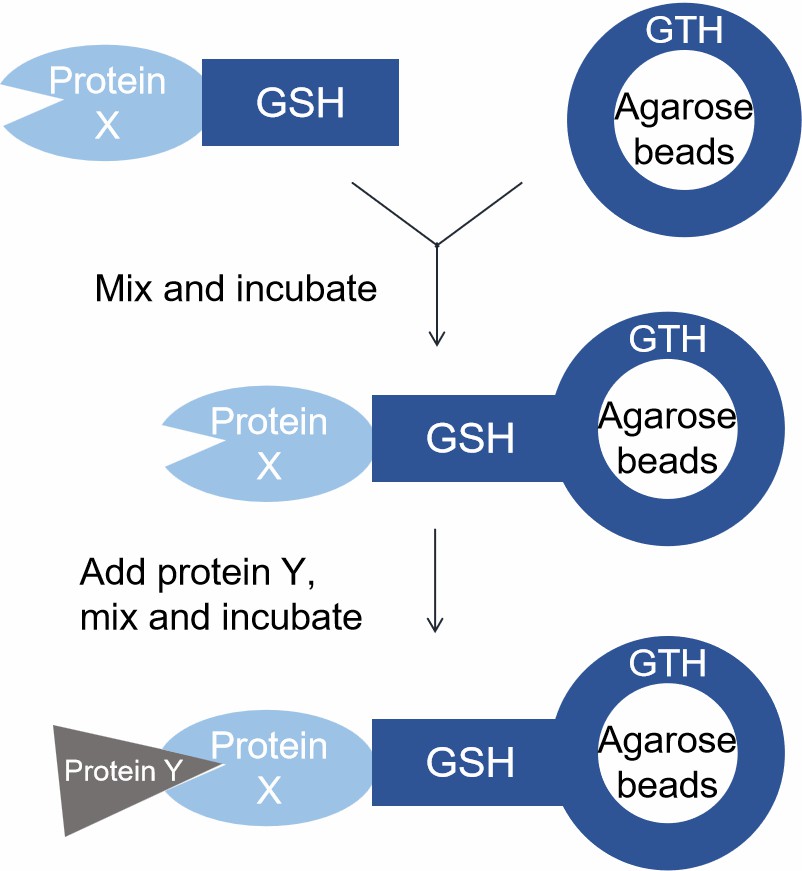 1-27-3-protein-protein-interactions-2