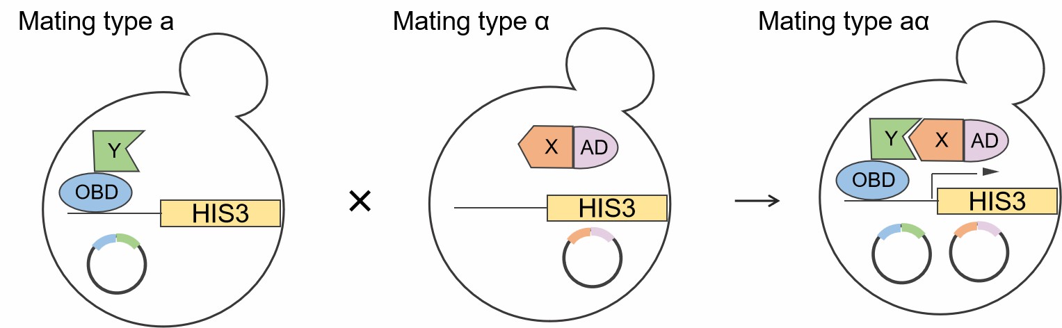 1-27-3-protein-protein-interactions-3