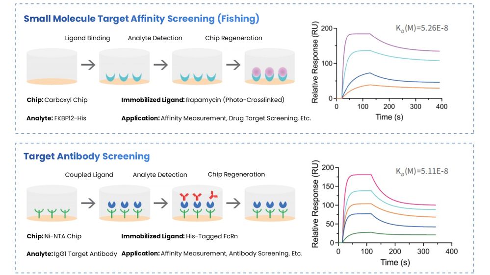 SPR Workflows For Small Molecule Affinity Screening And Antibody Screening With Sensorgram Results (STEMart Original)