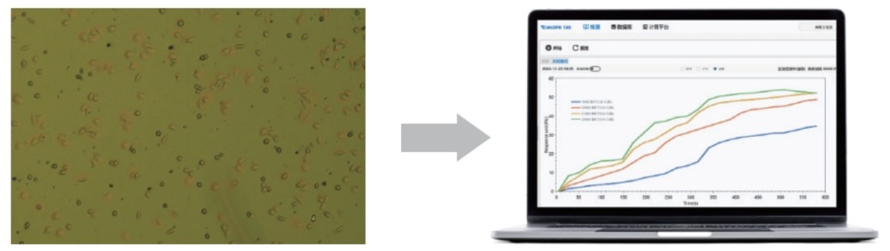 Live Cell Imaging And Real-Time Analysis Of Cell Proliferation Using the WeSPR Cell Analyzer SP (STEMart Original)