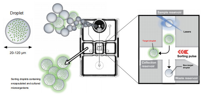 1-29-3-on-chip-sort -2