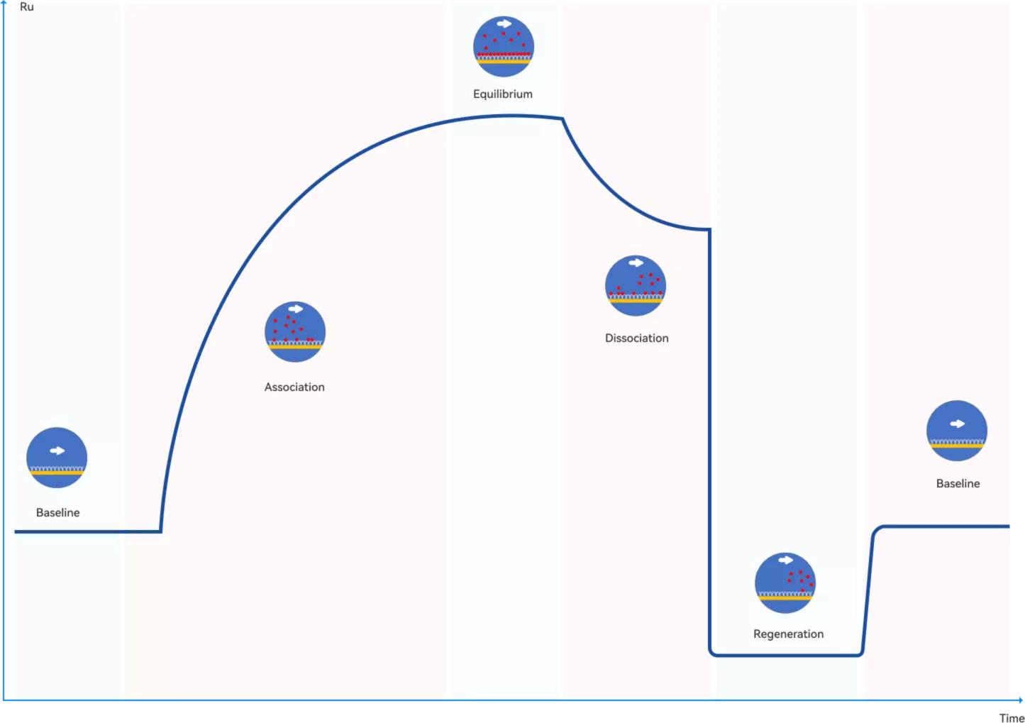Illustration of the SPR Sensorgram (STEMart Authorized)