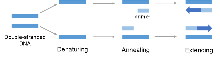 The basic flow chart for PCR.