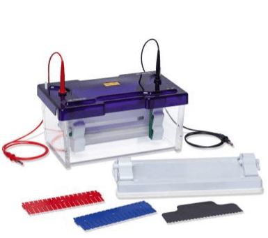 10-1-3 mRNA Differential Display-PCR mRNA DD PCR--5