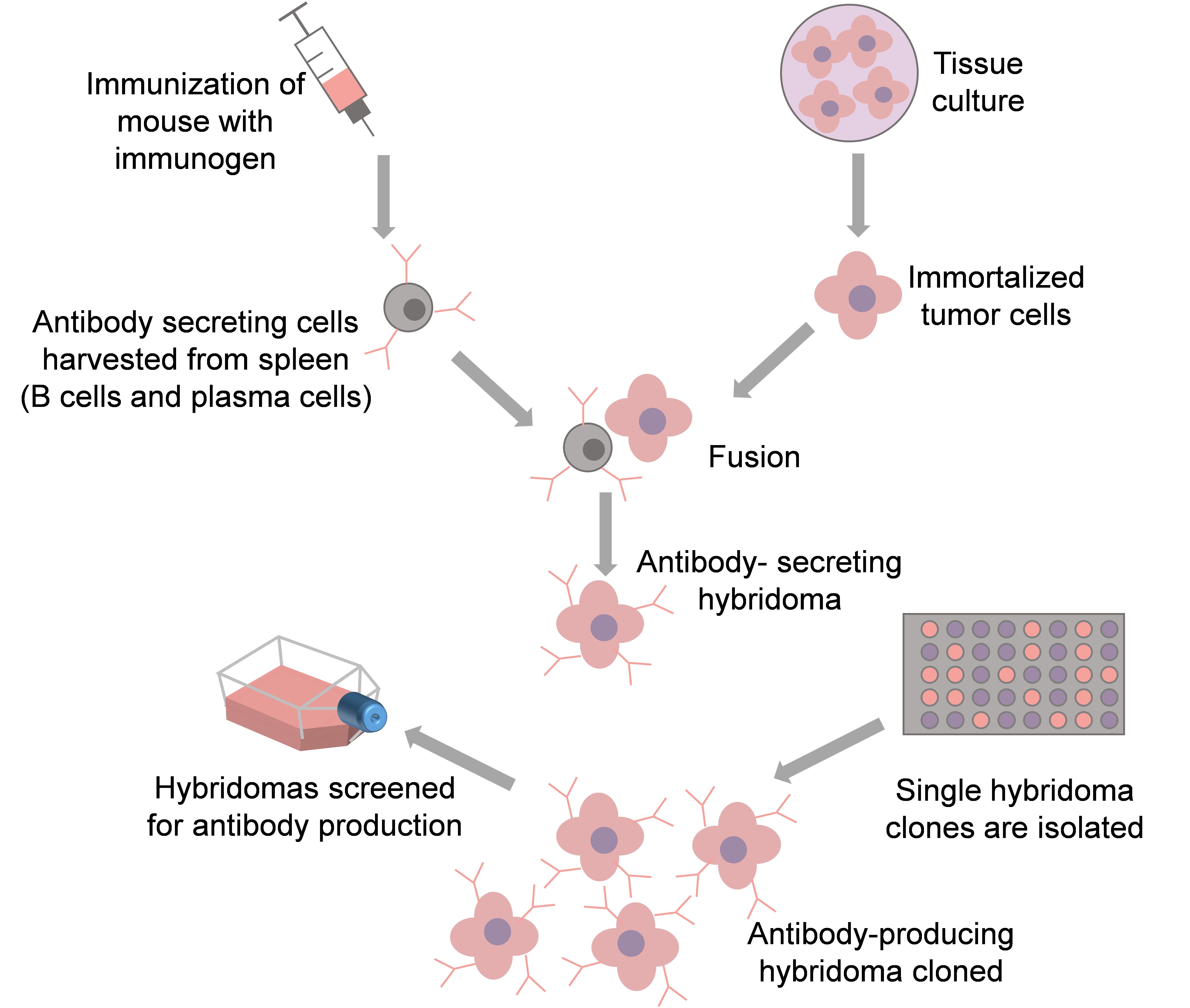 Monoclonal antibody production using hybridomas.