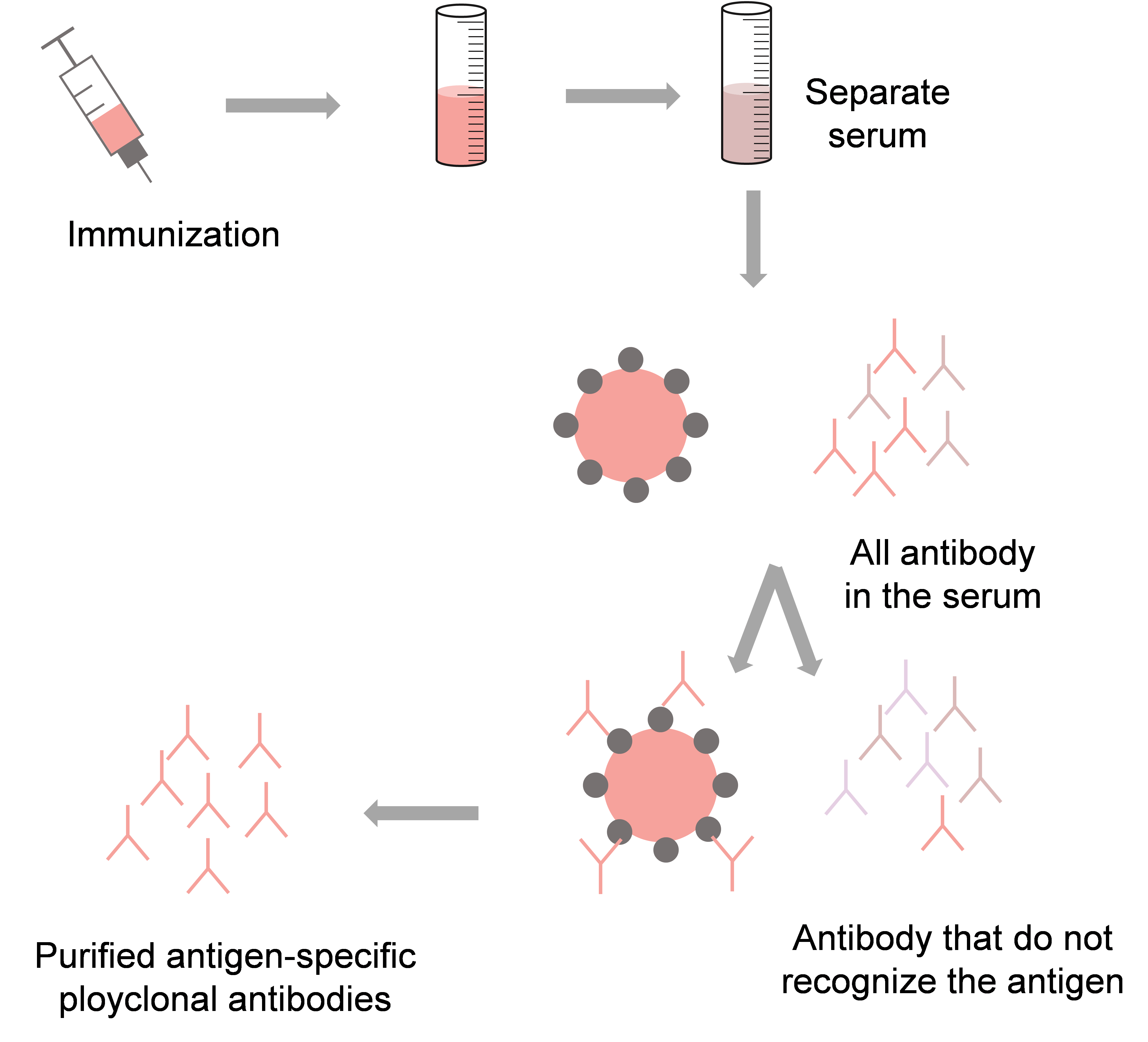 A typical process of polyclonal antibody production.