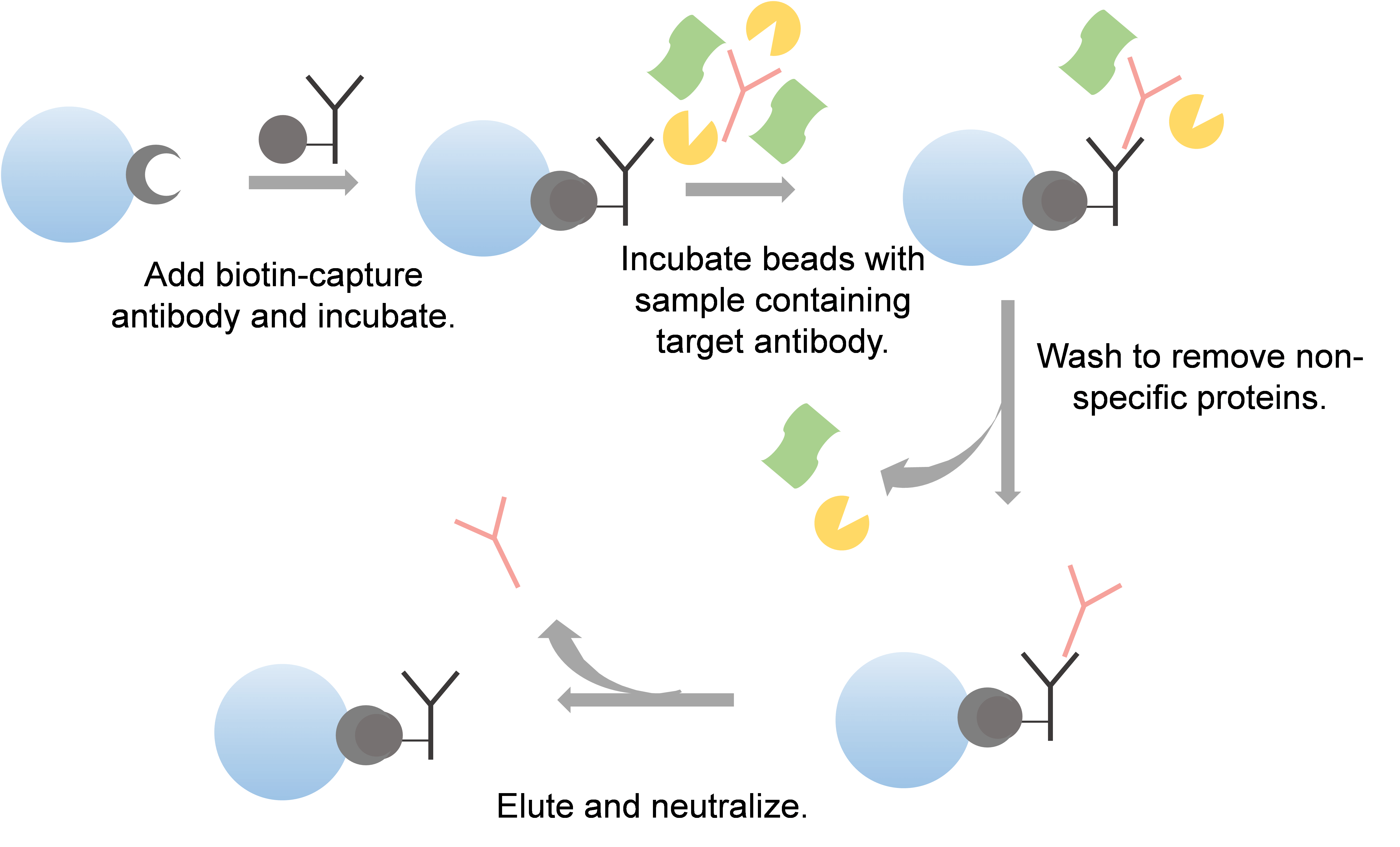 The basic flowchart for antibody purification.