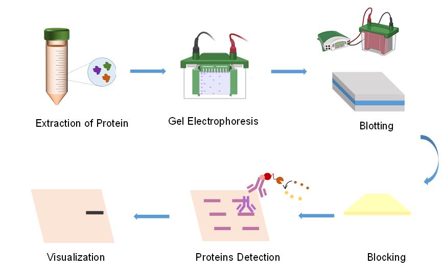 The basic flow chart for western blot technology.