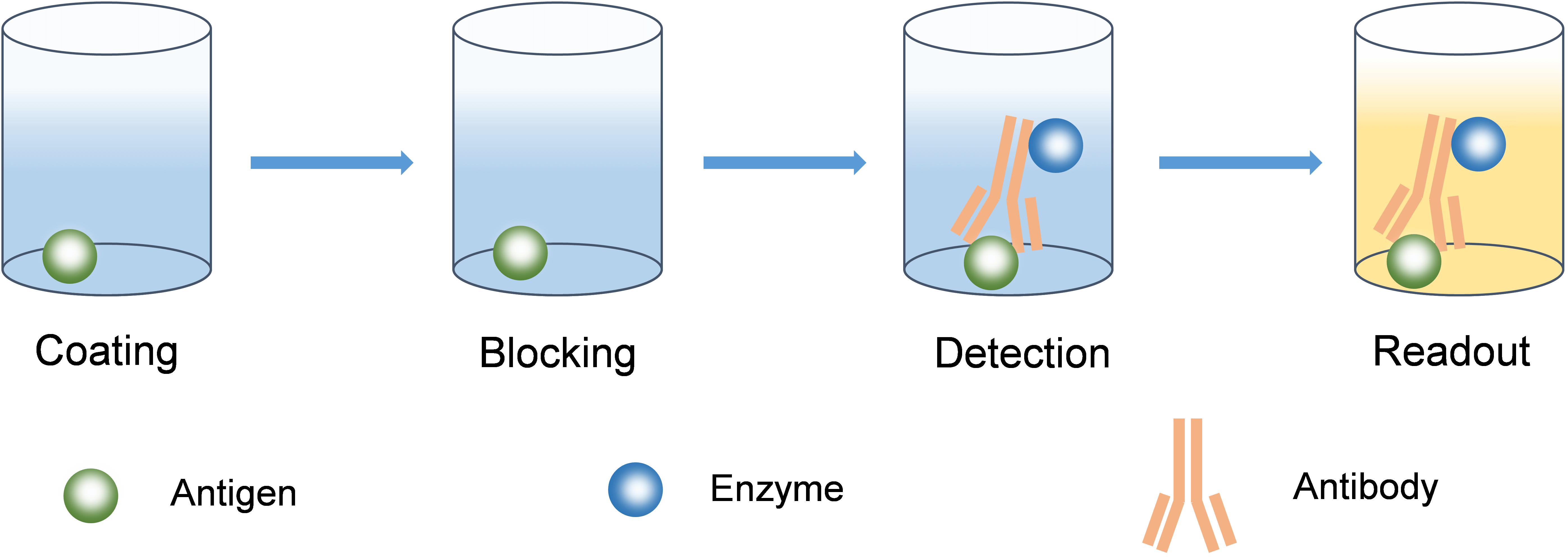 The basic flow chart for ELISA.