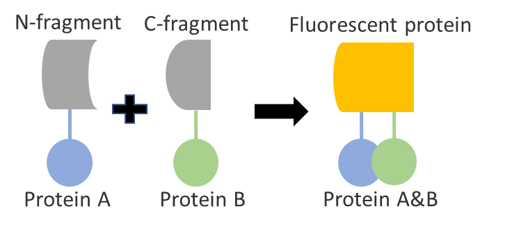 Schematic diagram of bimolecular fluorescence complementation principle.