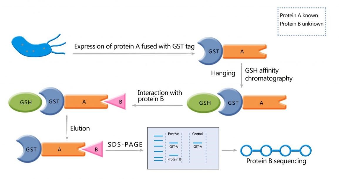 Experimental Procedures of GST Pull-Down Assay