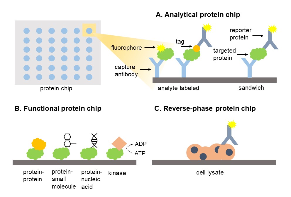 Different types of protein chips.
