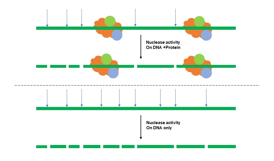 Nuclease treated on DNA-protein sample and DNA sample.