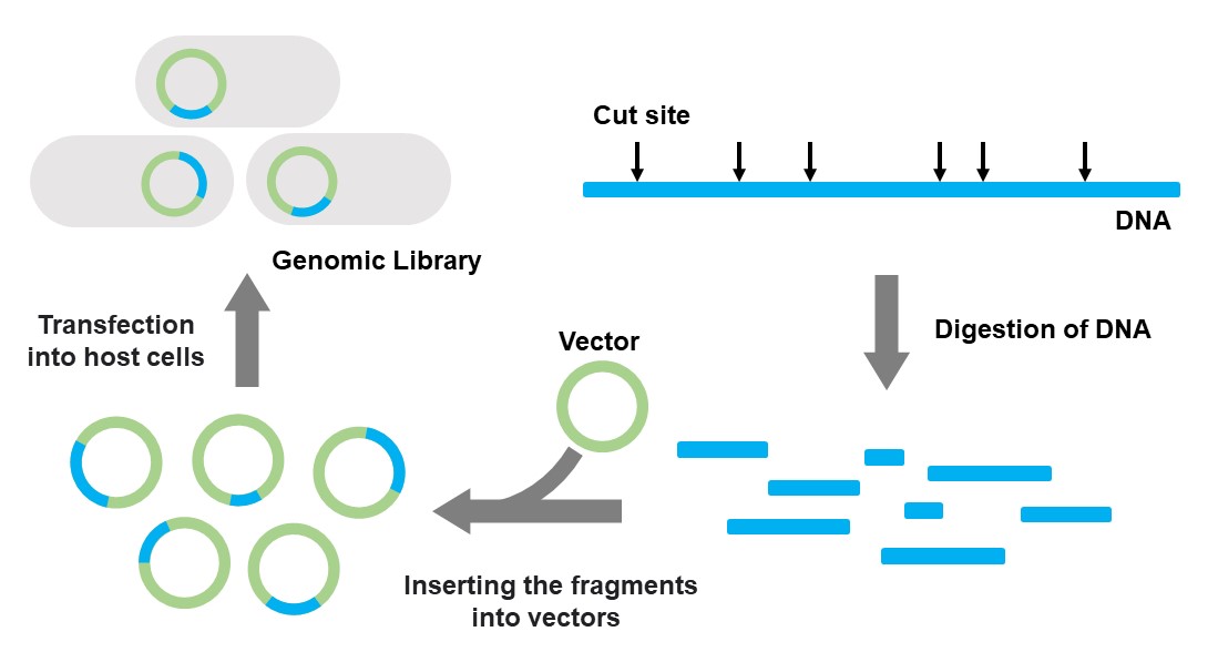 Construction of genomic library.