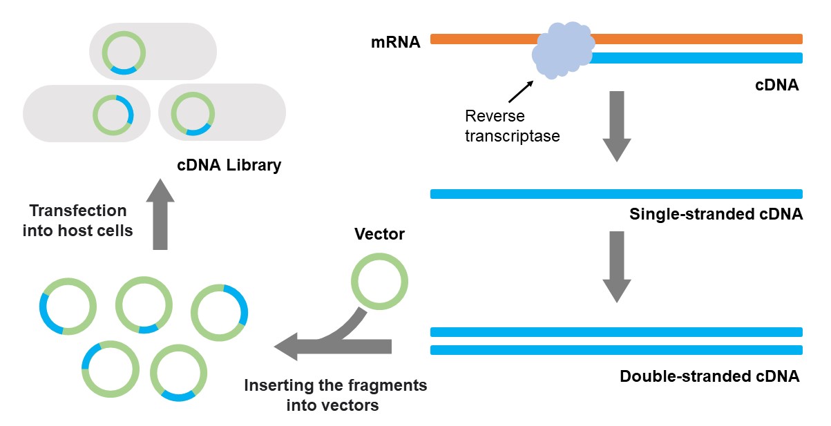 Construction of cDNA library.
