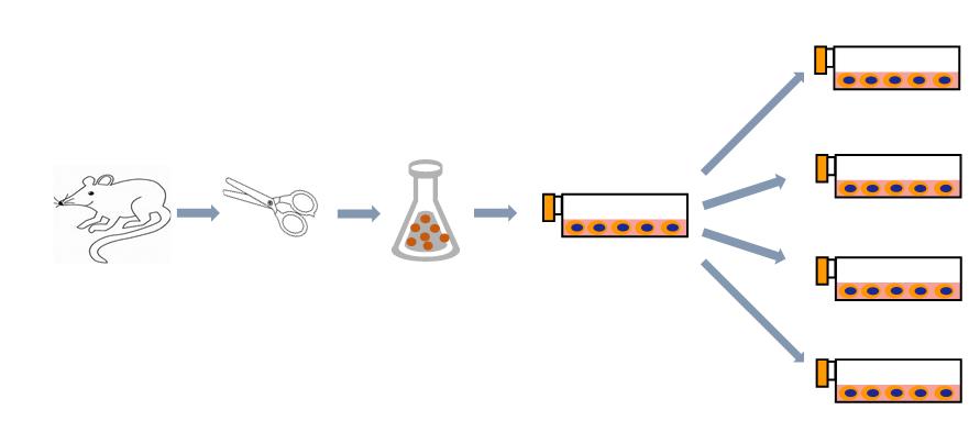 The basic flow chart for primary cell culture.