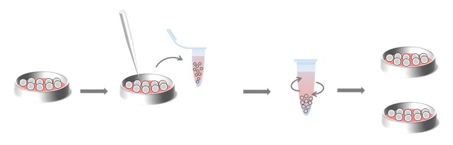 Basic subculturing procedure.