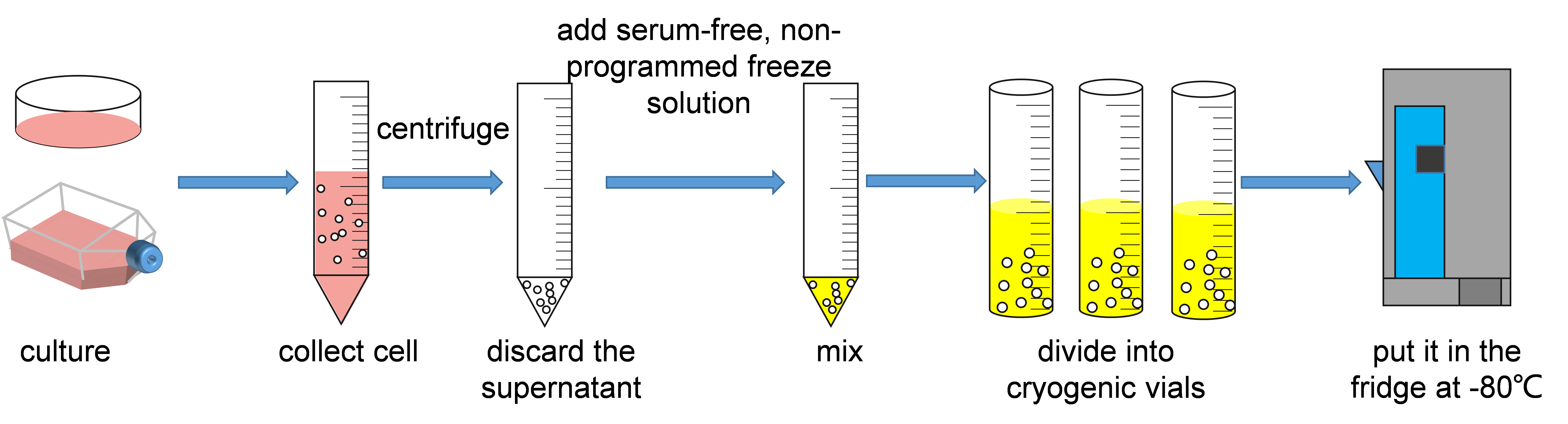 Schematic diagram of using serum-free non-programmed cryopreservation solution.